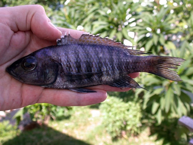 Sciaenochromis sp. 'elongate' Nkhata Bay
